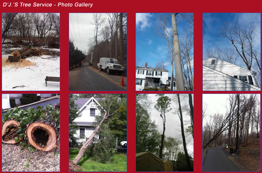 D.J'S Tree Service - Photo Gallery - Click Here!
