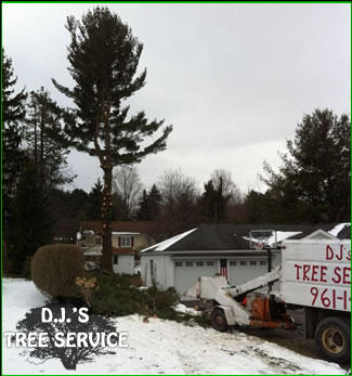 Tree Trimming - Clarks Summit, PA 18411 - Firewood For sale